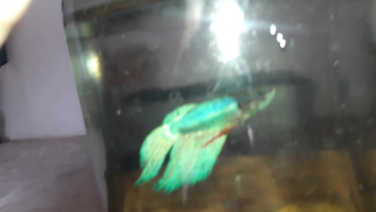 #betta lovers