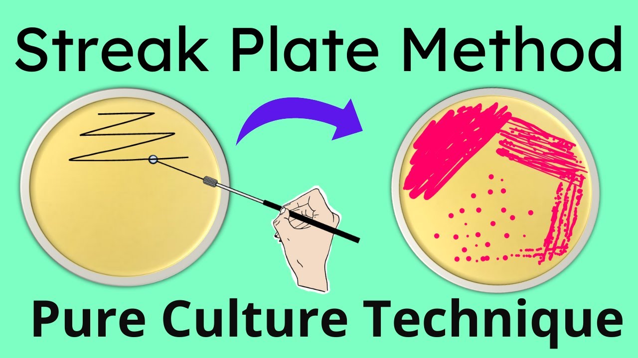 Streak plate method | Pure culture technique Microbiology | Part 1