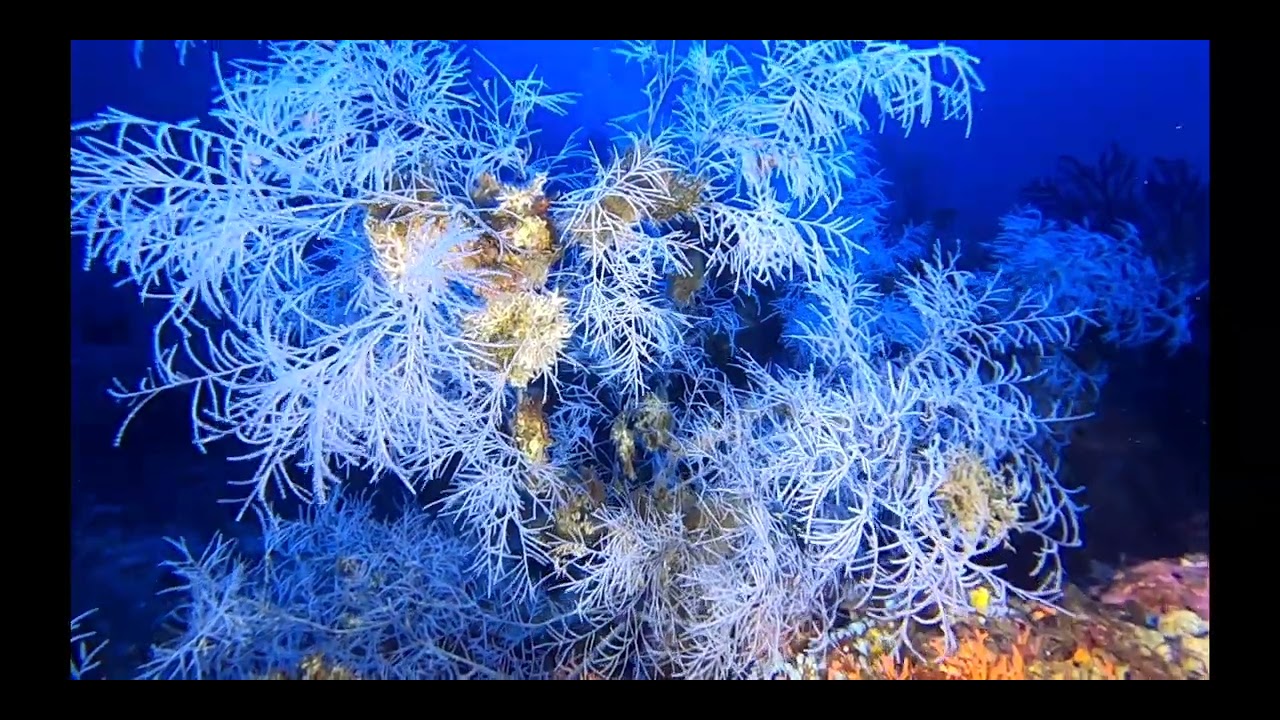 Secca dei Francesi - Scilla (corso RAIDtec DECO 60)