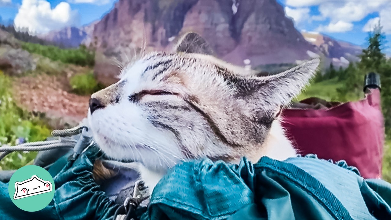 Indoor Cat Spends Night In A Tent For The First Time | Cuddle Buddies