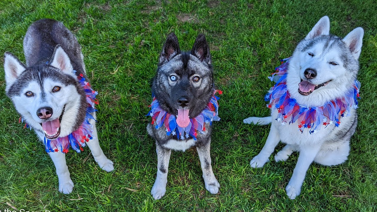 My Husky Puppy's FIRST 4th of July!