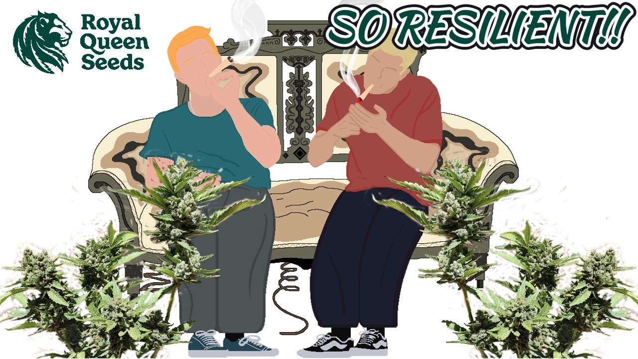 PURPLE QUEEN BY ROYAL QUEEN SEEDS - COUCH CHRONICLES