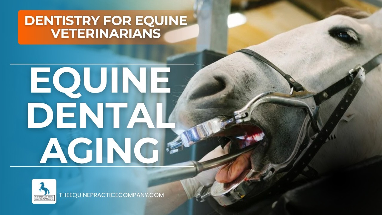 Equine Dental Aging: How Incisor and Cheek Teeth Reveal a Horse&rsquo;s Age