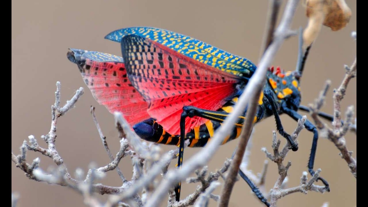 Madagascar Birds and Insects