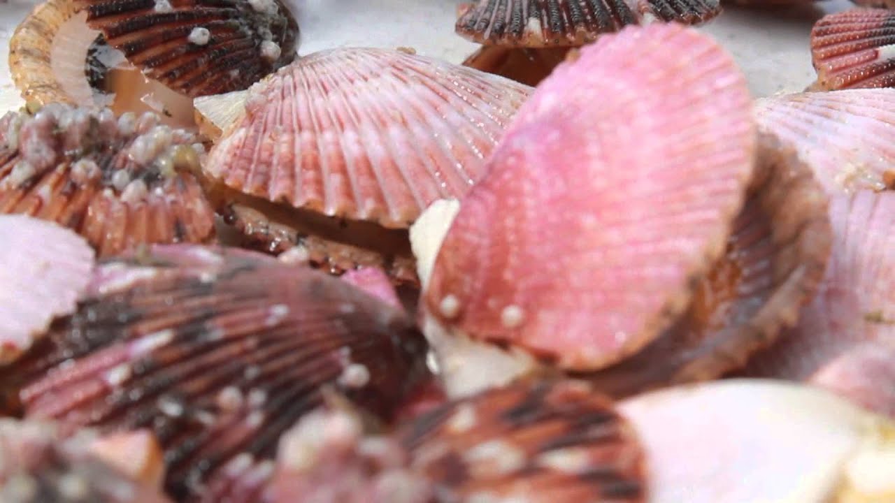 DE SECHURA HACIA EL MUNDO, UN DOCUMENTAL SOBRE LA CONCHA DE ABANICO DEL PERÚ
