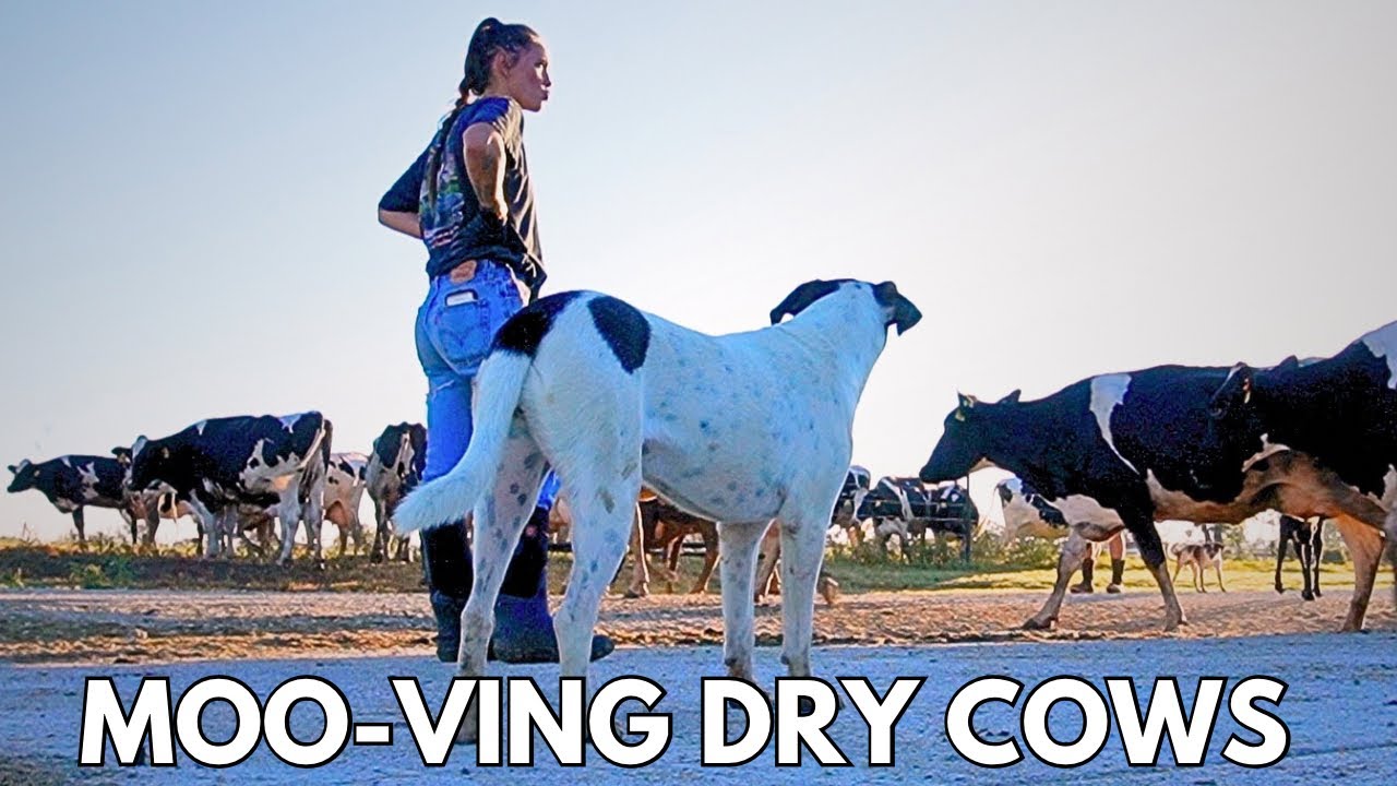 MOVING DRY COWS 🐮
