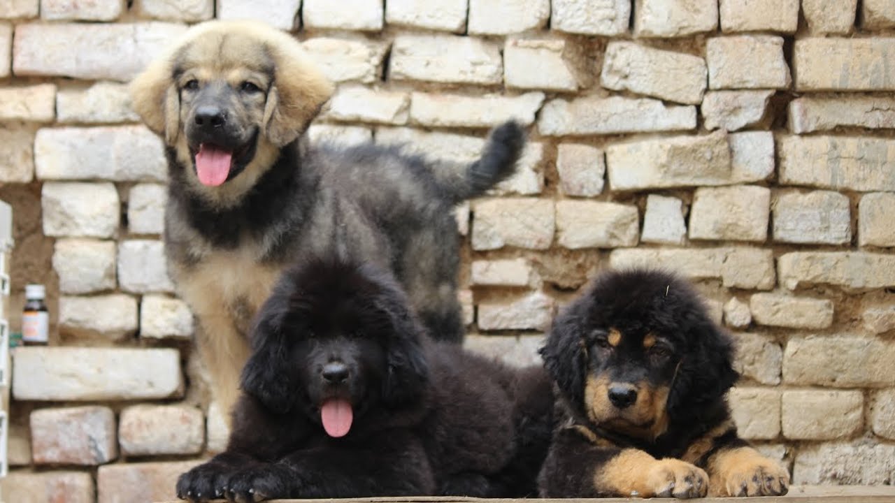 #gaddi #tibetanmastiffpuppies #pets #guarddog #vlog 