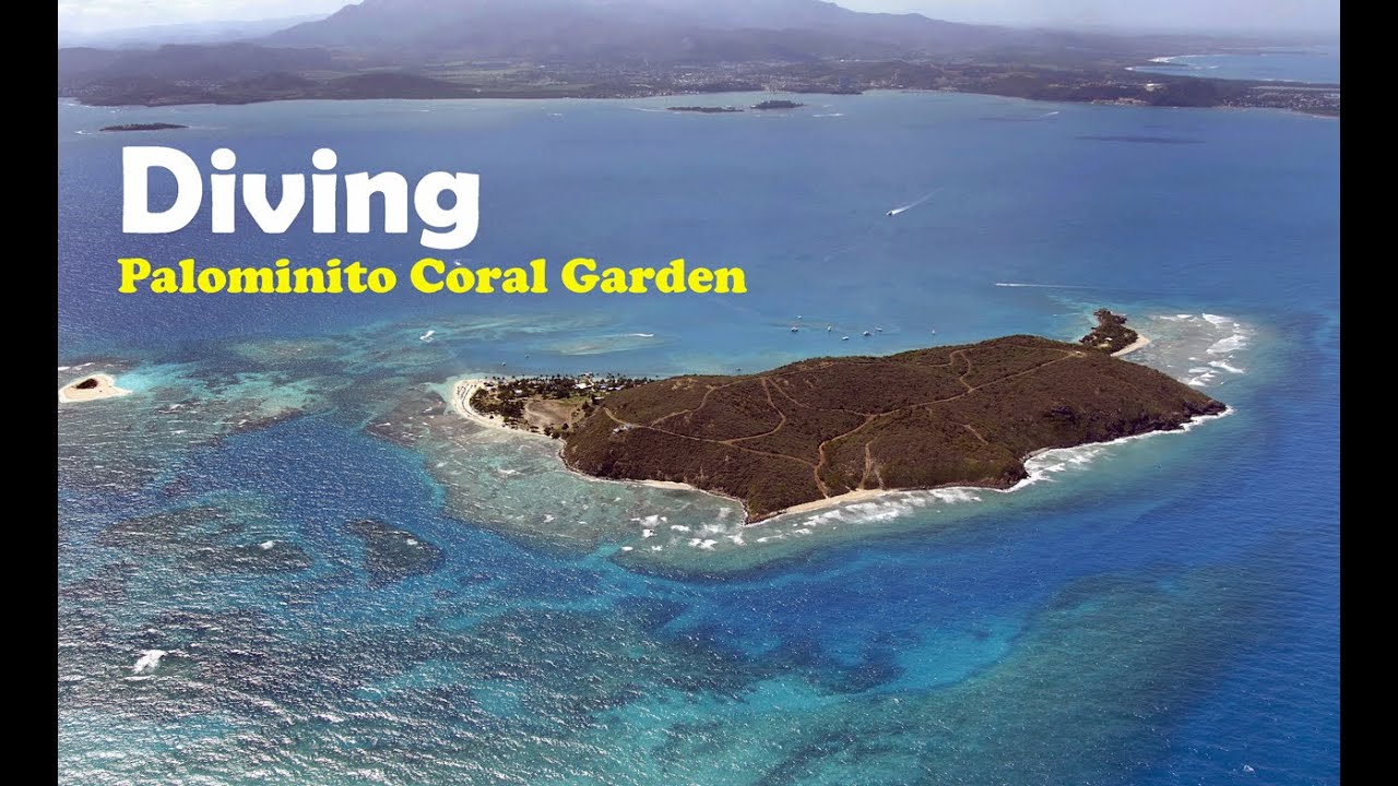 Diving Palominito Coral Garden Fajardo, Puerto Rico