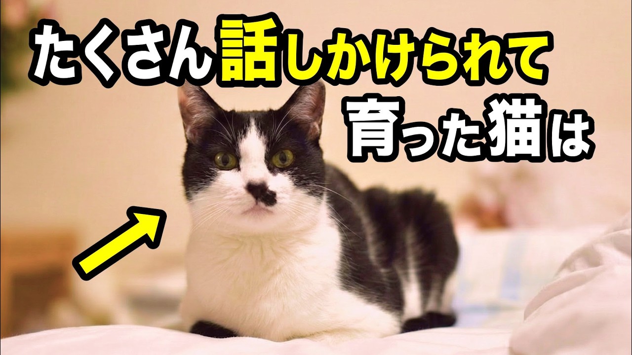 たくさん話しかけられて育った猫が見せる行動・仕草を獣医師が解説します【2025年最新】