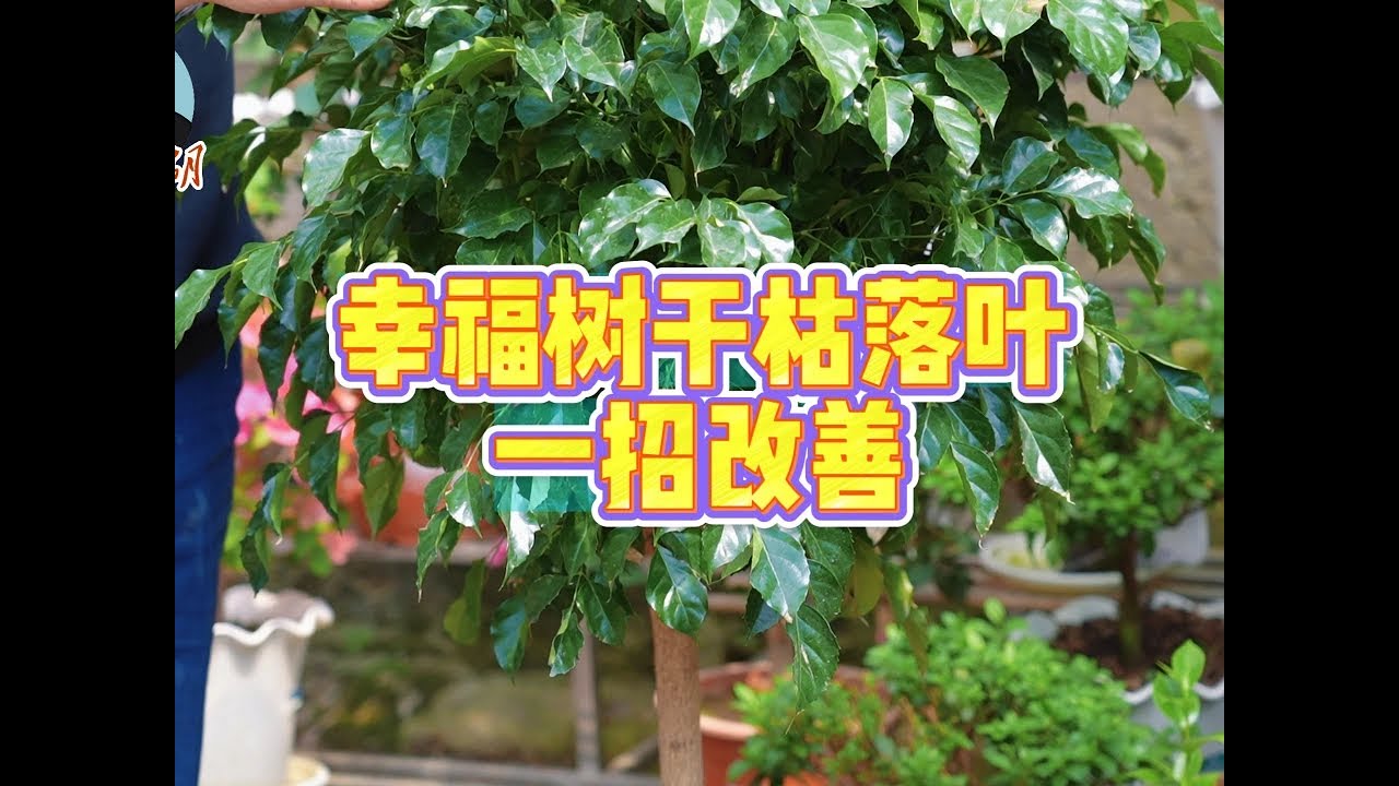 新买的幸福树干枯落叶怎么处理 #爱生活爱养花 #幸福树