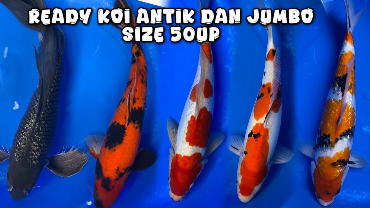 Ready Koi Aragoke , Kumpay di Caca Koi Blitar 