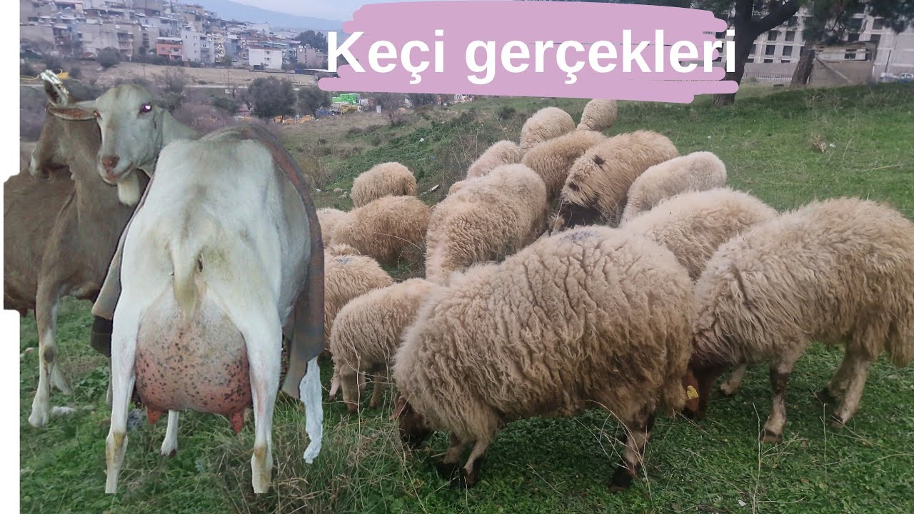 Koyunlar yagmur altında merada/sanen keçisi koca bir balonmu dogru sanılan yanlışlar