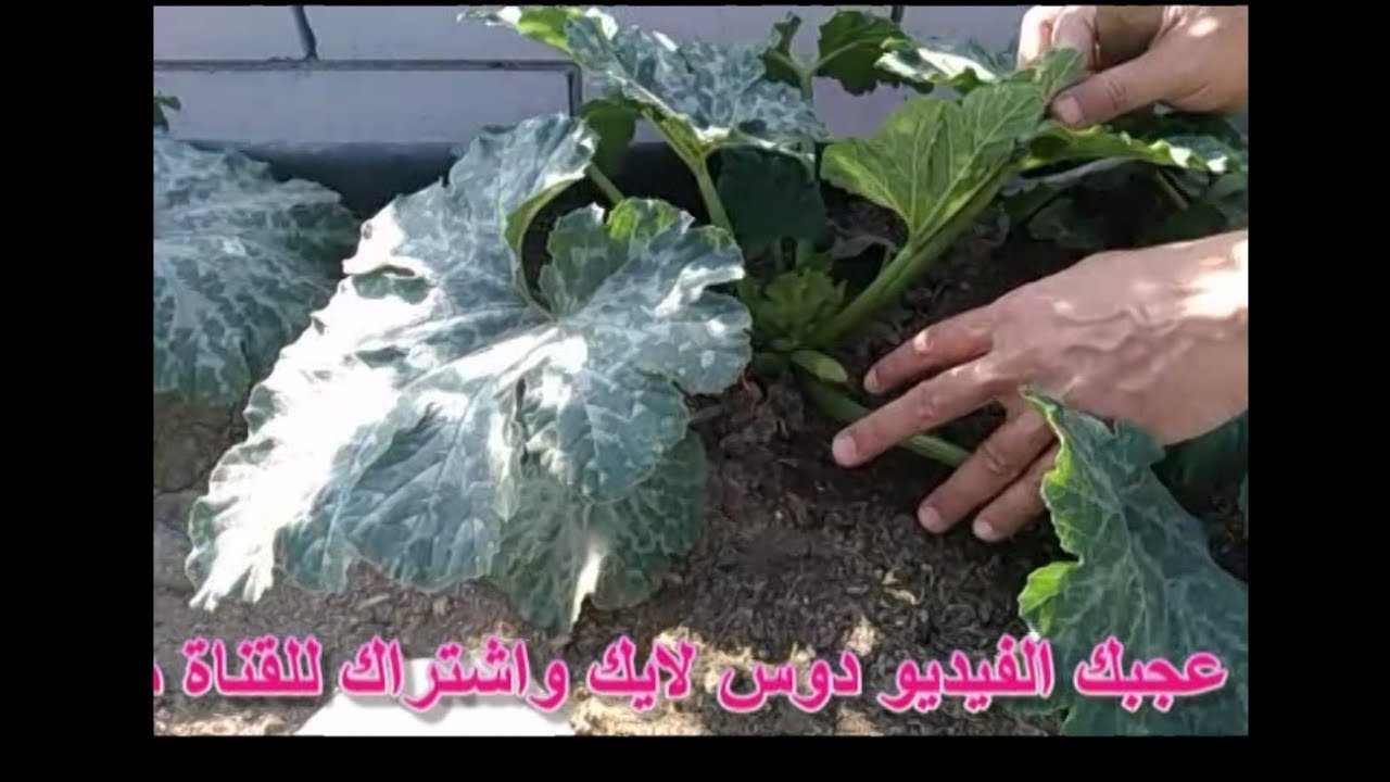 سر نجاح زراعة الكوسة من البذرة حتي الحصاد في ترابيزة في بلكونة او سطح