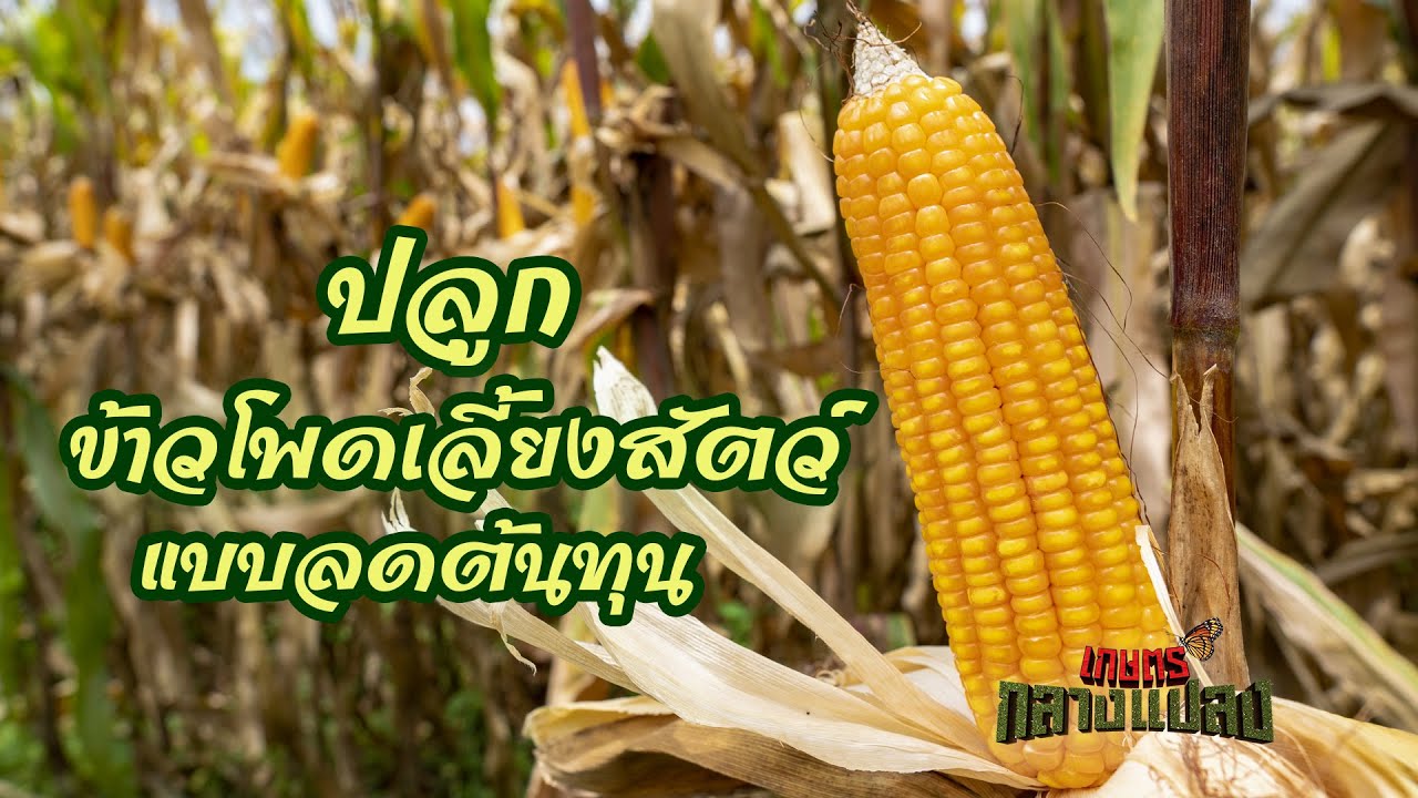 ข้าวโพดเลี้ยงสัตว์ ปลูกแบบลดต้นทุน l เกษตรกลางแปลง