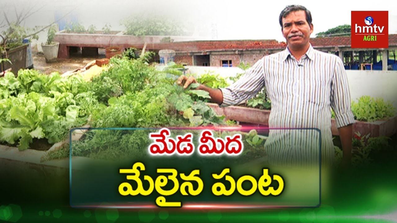 Best Rooftop Garden | All Varieties Of  Fruits &Vegetables Plants on Terrace Garden | hmtv Agri