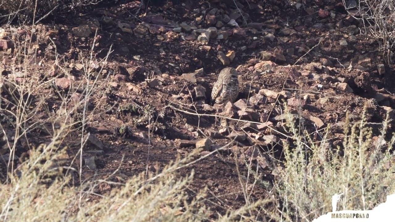 🦉🦉🦉 Burrowing Owl (Athene Cunicularia ) 🦉🦉🦉