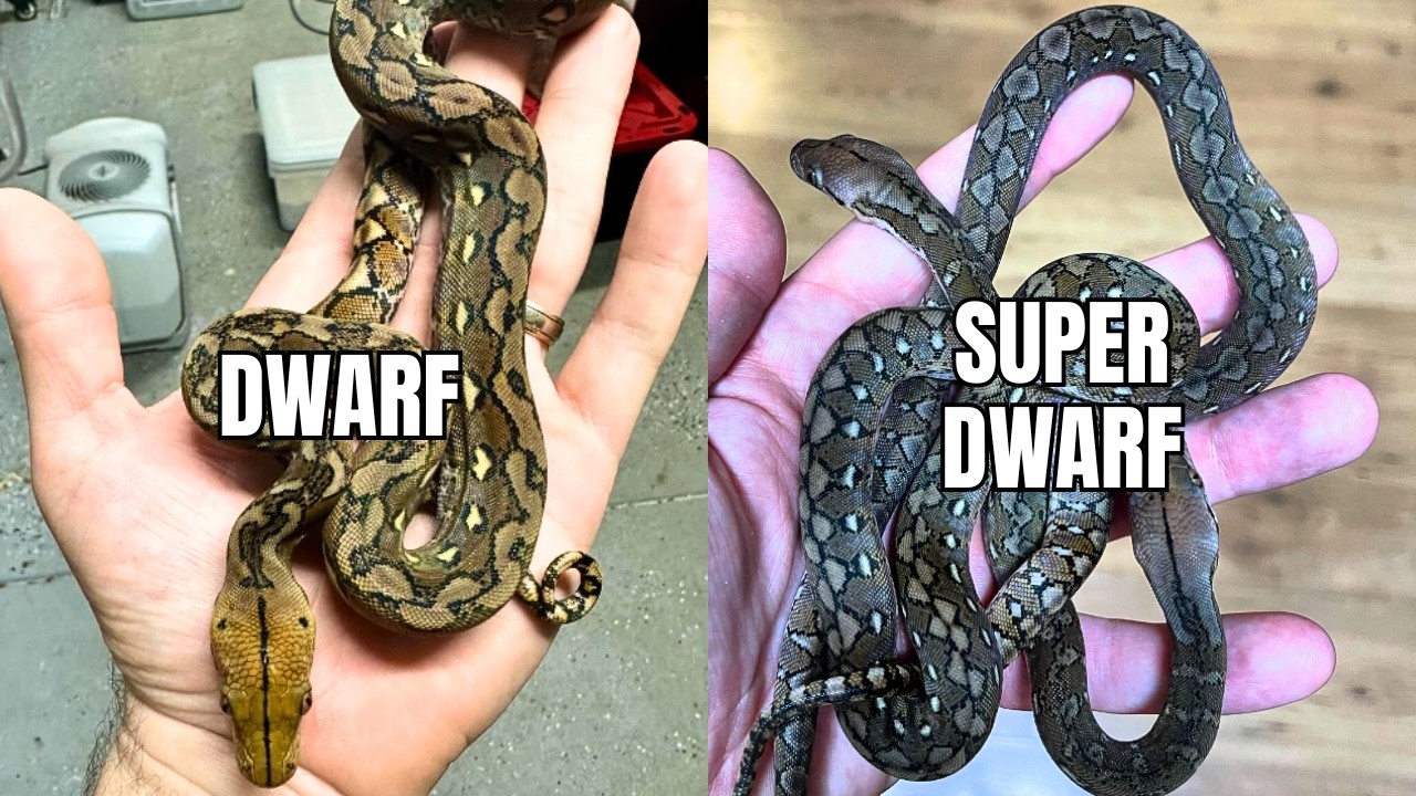 Dwarf & Super Dwarf Reticulated Python Localities