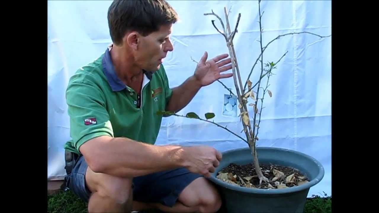 Lime Tree Renovation