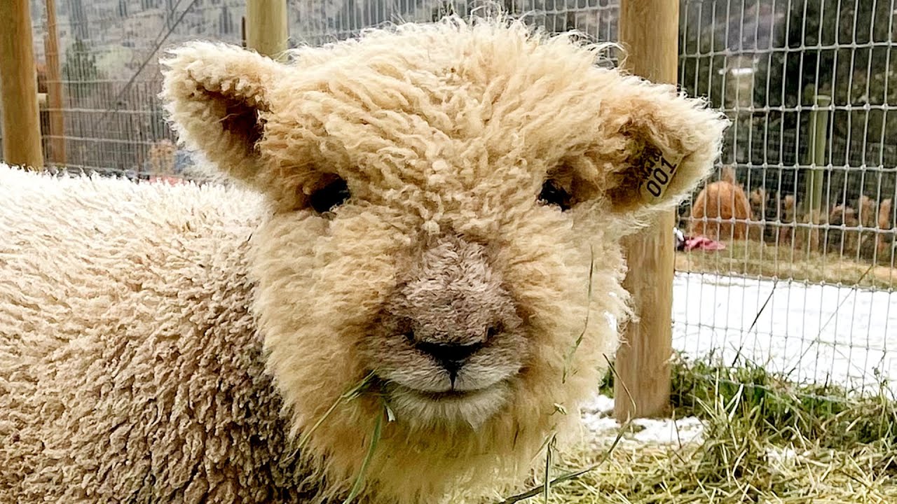 Cute animals | raising Babydoll Sheep | farm life & homesteading