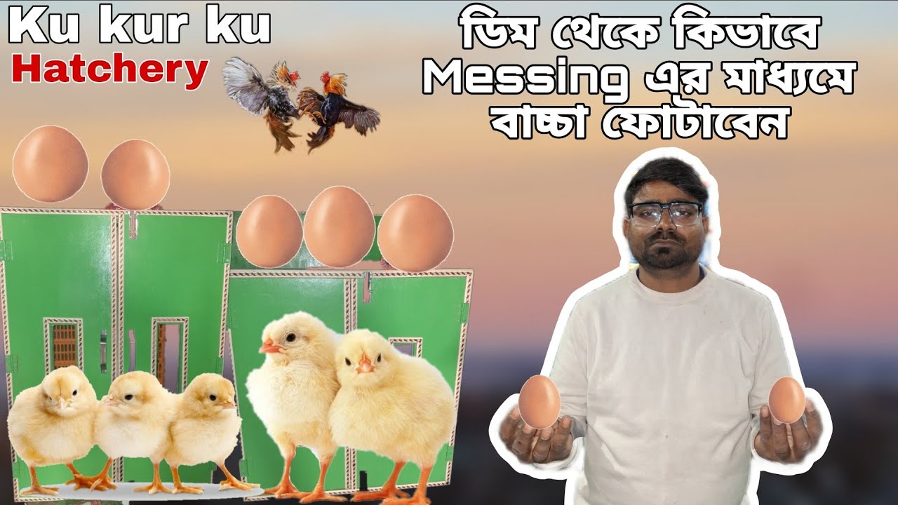 ডিম থেকে কিভাবে Messing এর মাধ্যমে বাচ্চা ফোটাবেন | Hatchery | #hen #farm #electronic 