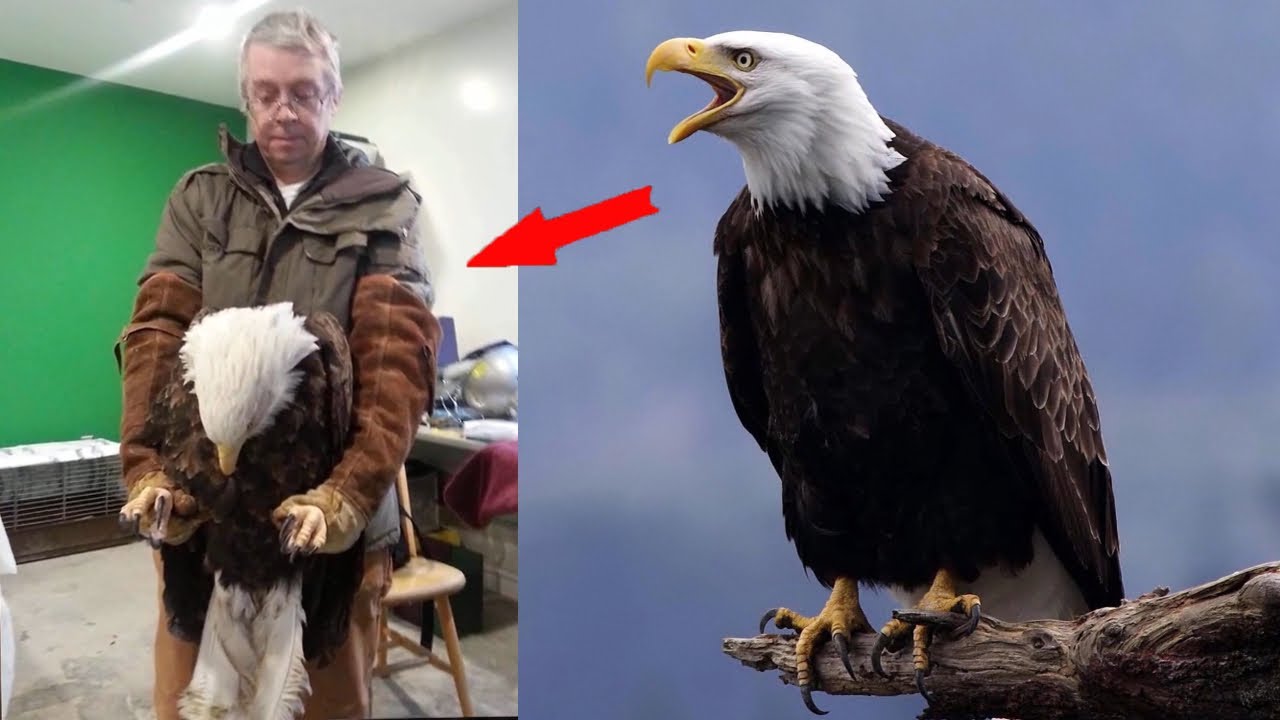 An eagle flew to the veterinary hospital every day, everyone was shocked when they found out why