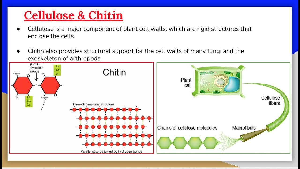 Carbohydrates 7: Cellulose and Chitin