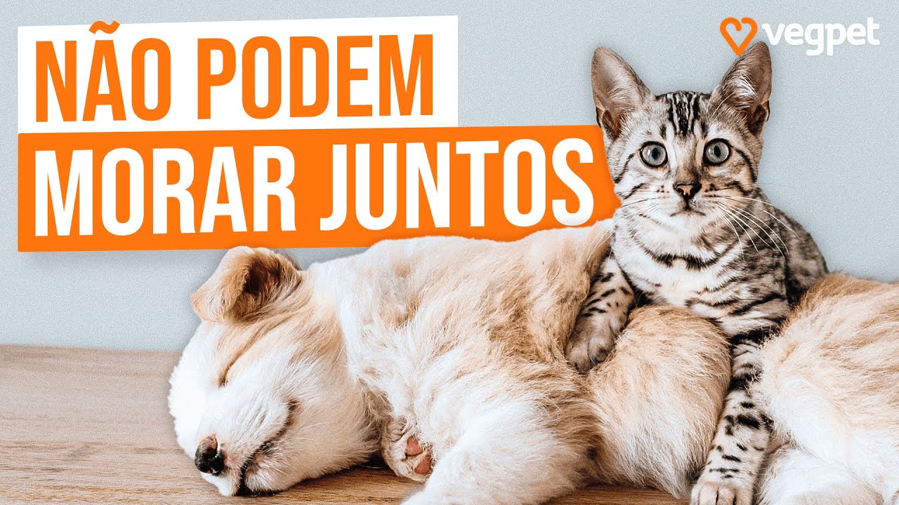 COMO ADAPTAR CACHORRO E GATO