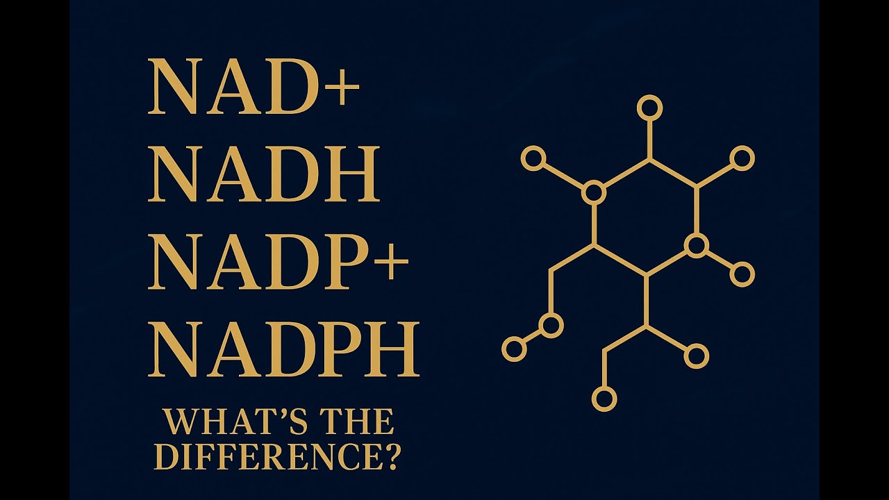 NAD⁺. NADH. NADP⁺. NADPH (Simple Explanation)