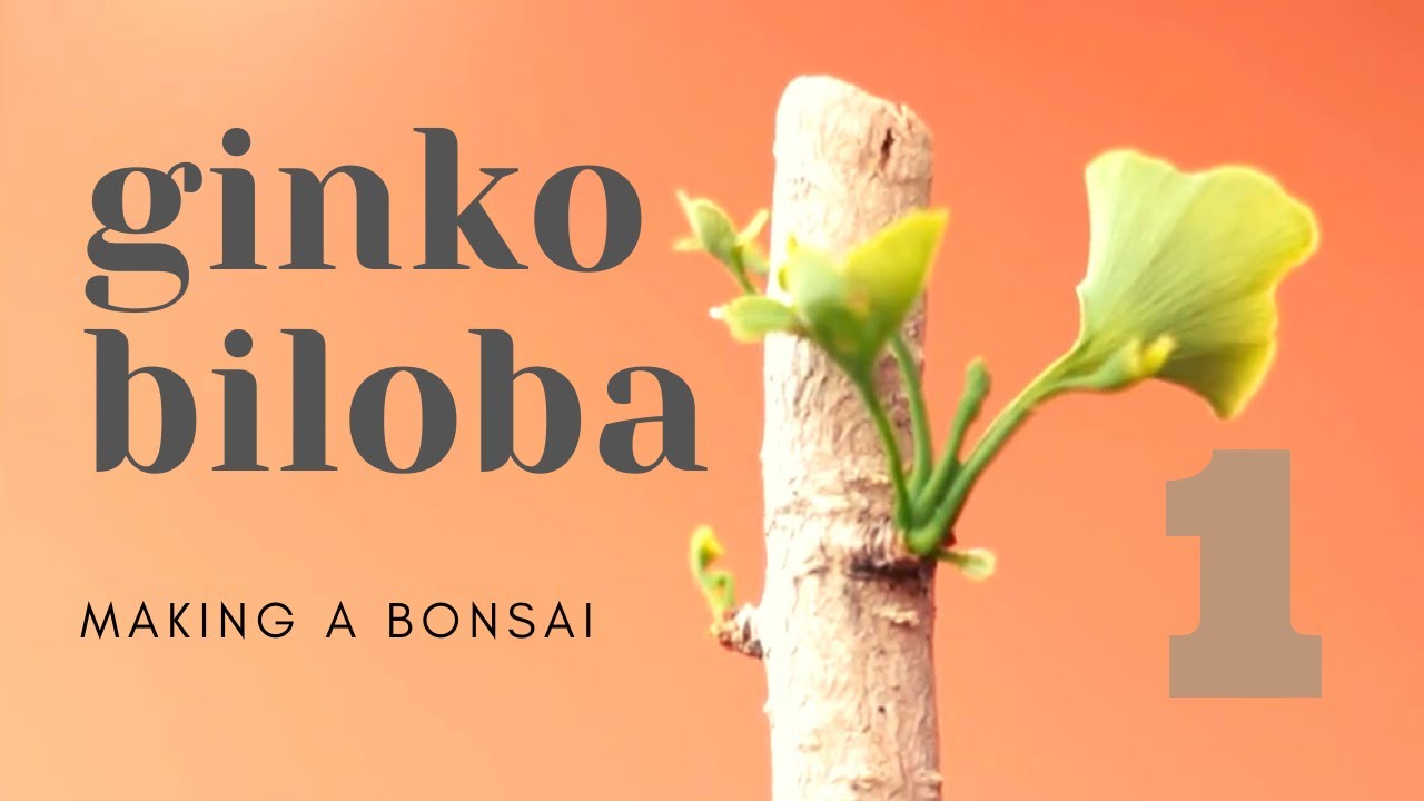 Ginkgo Biloba Bonsai #1
