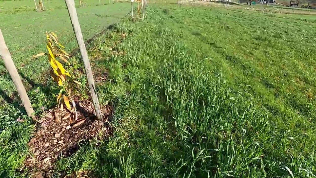 Agroforst: Kastanien Doppelreihe mit Weizen