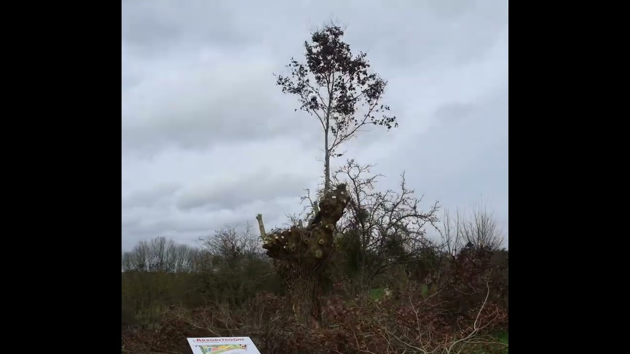 Time Lapse taille vieille trogne de ch&ecirc;ne