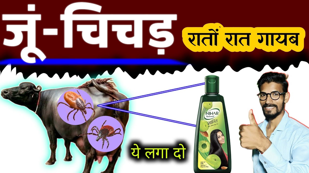 ✌🏻5 मिनट में गाय भैंस कि जूं चिचड़ी मारें🕷️ जूं मारने का देशी तरीका✅ पशुओं से किलनी कैसे भगाएं?