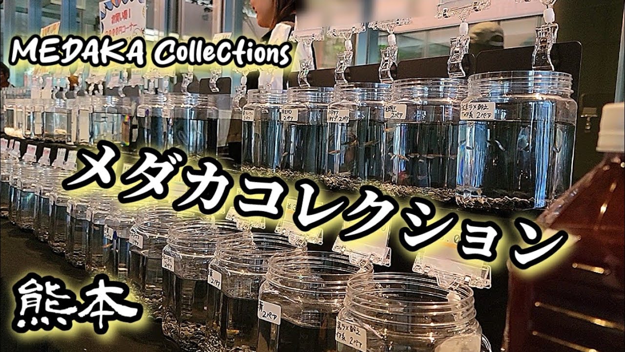 【メダカ】熊本のメダカ屋.ブリーダー.愛好家が集まるイベント‼️‼️アクアリウムを楽しめる空間を体感できちゃうイベント‼️‼️今年ラストのショーです‼️‼️