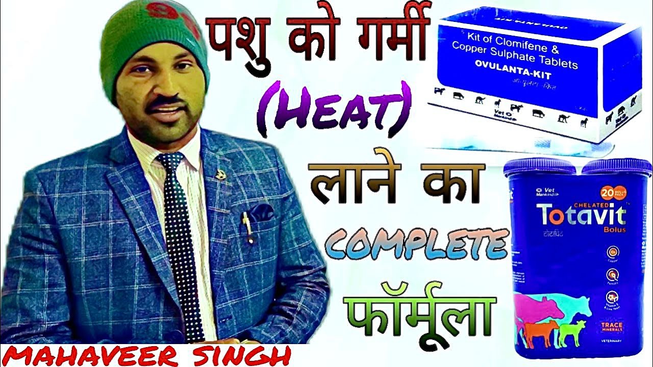 पशु को गर्मी (Heat) पर लाने का  complete फ़ॉर्मूला | Artificial insemination | Anestrous animals