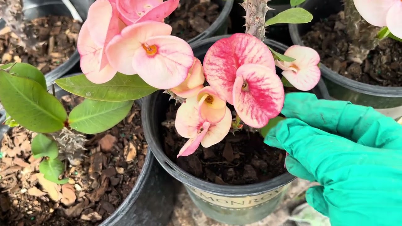 Feliz miércoles 👑 #plants#flowers#euphorbiamilli