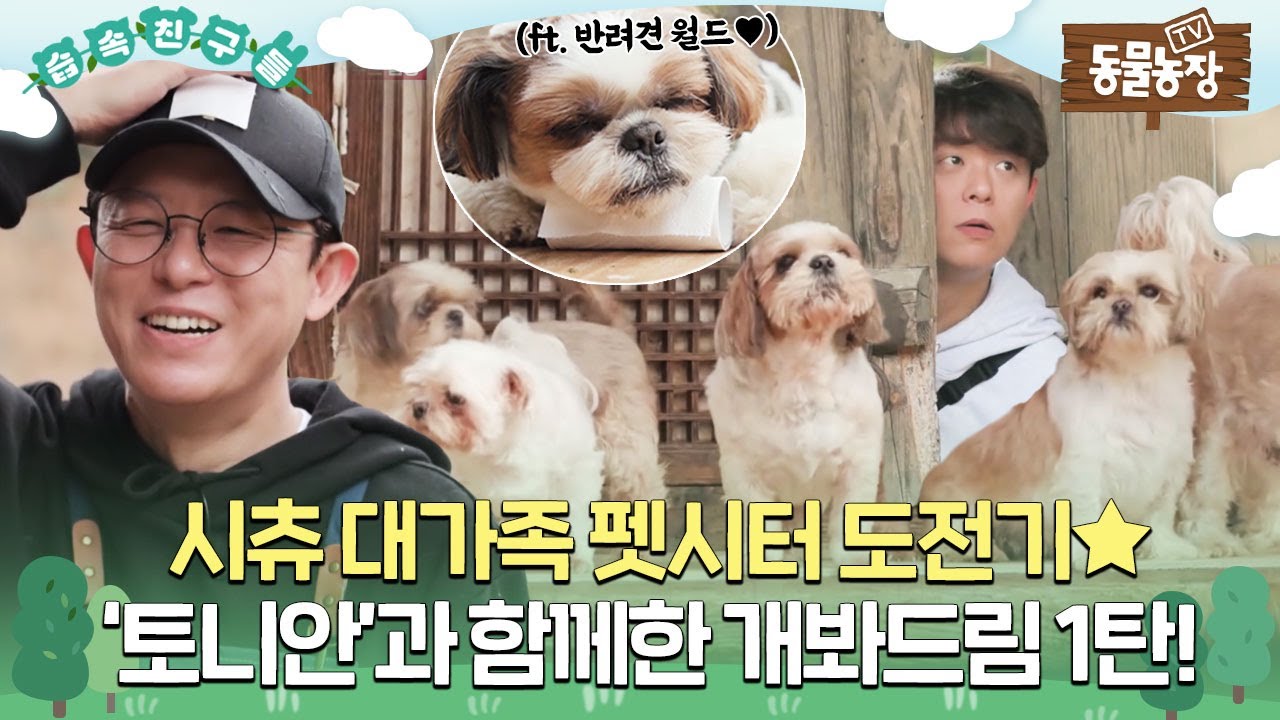 [#습속친구들] 💛시츄 대가족 펫시터 도전기 ‘토니안’과 함께한 개봐드림 1탄 몰아보기!💛 #TV동물농장 #AnimalFarm #SBSstory