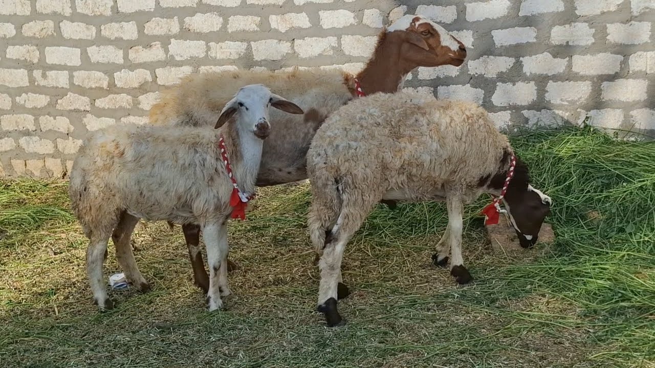 غنم والده ب٧٥٠٠ وغنم عشر على عيالها بسعر مفاجأة ببلاش لايفوتك ت٠١١١١٢١١٦٥٧ #عروض #بيع #الأغنام 