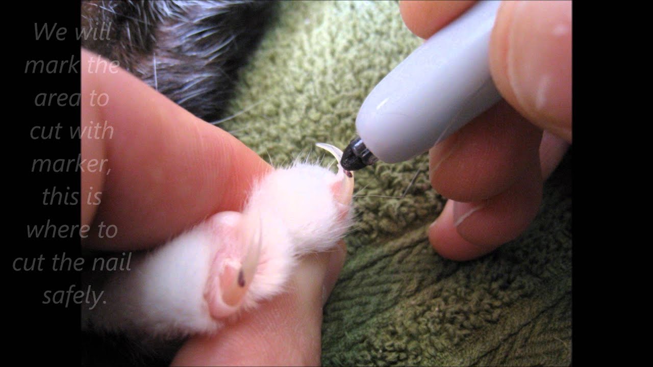 A Great Way to Cut a Cats Nails