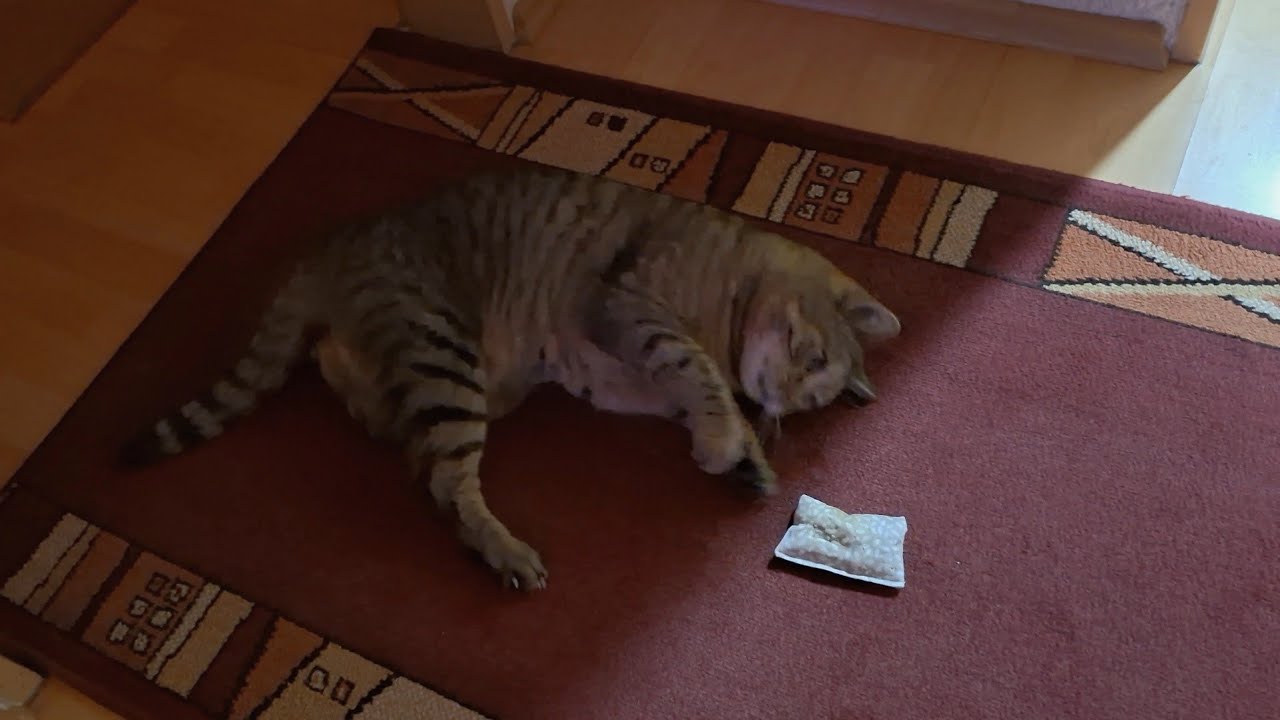 2026 01 19 Kater Carlos Prinz vom Hirtenweg kämpft mit kleinen Minzkissen #cat 