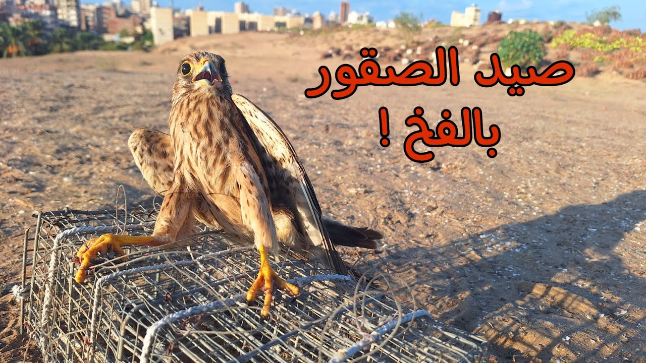 صيد صقر الشرياص بالفئران