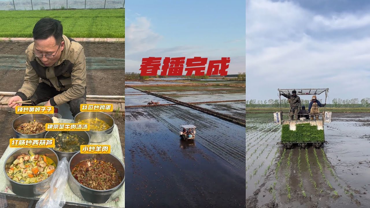 五天时间，200亩水稻地，我们给黑土地披上了一件绿装。 #新农人计划2025 #乡村守护人 #黑土精神 #梦儿在北大荒