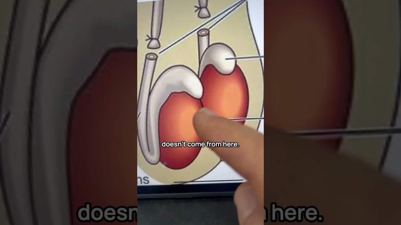 How a vasectomy works