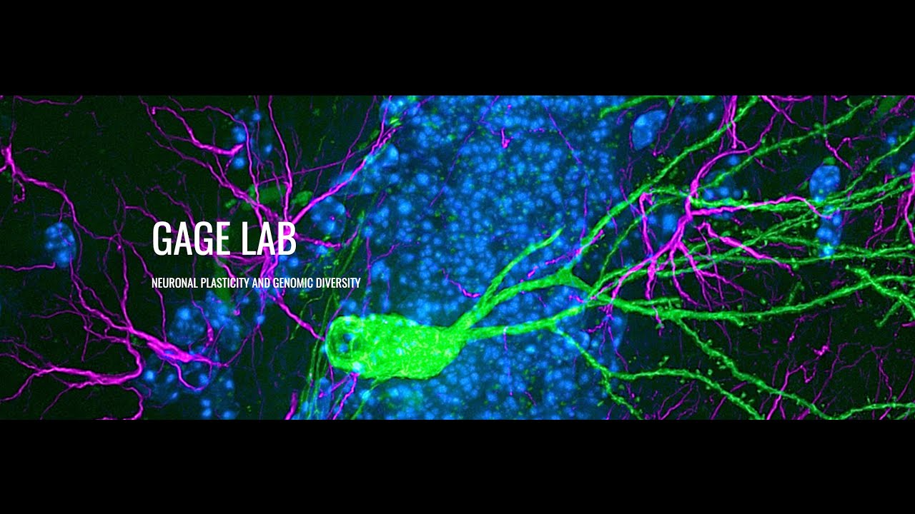 Gage Lab Tour | Neurogenesis & Stem Cells | Salk Institute Research
