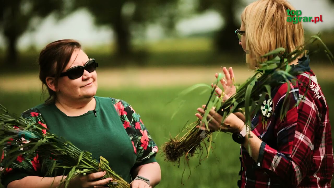 Pogotowie polowe TAP: Choroby w zbożach szaleją – kiedy i czym wykonać zabieg?