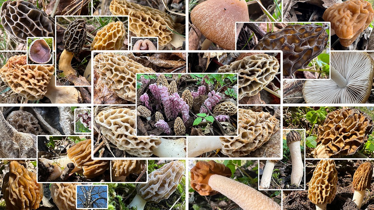 Kaum Spitzmorcheln, sch&ouml;ne Verpeln & viele Speisemorcheln | Pilzwanderungen im April 2025 | Morcheln