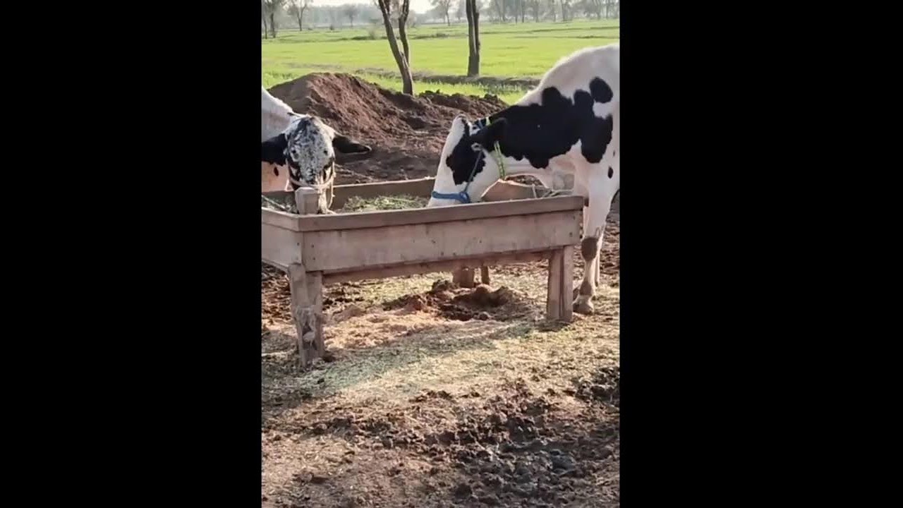 FUNNY COW DANCE 10 │ Cow Song & Cow Videos (Official Moo Video 4K)