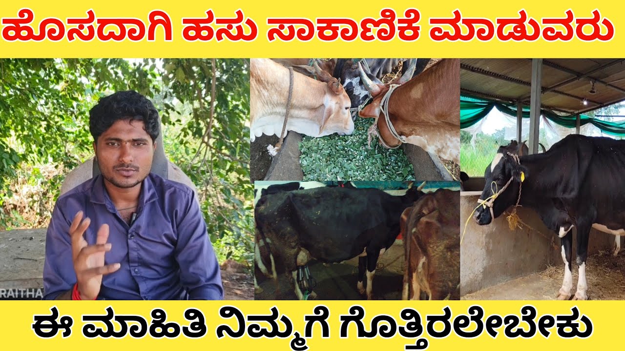 ಹೊಸದಾಗಿ ಹಸು ಸಾಕುವರು ಈ ವಿಡಿಯೋ ನೋಡಿ | hainugarike | #cow #cowfarming #hainugarikeinformationinkannada