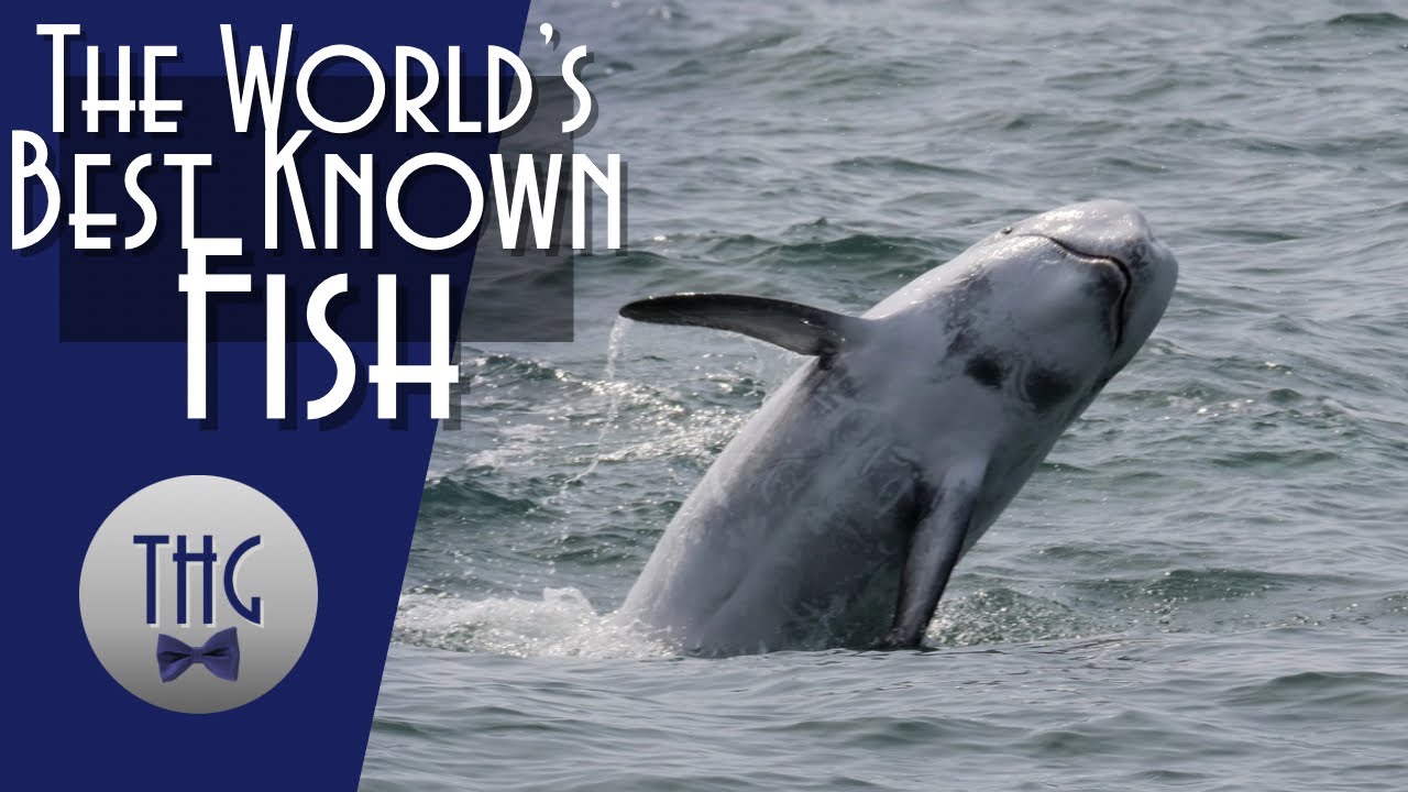 Pelorus Jack: Best Known Fish in the World
