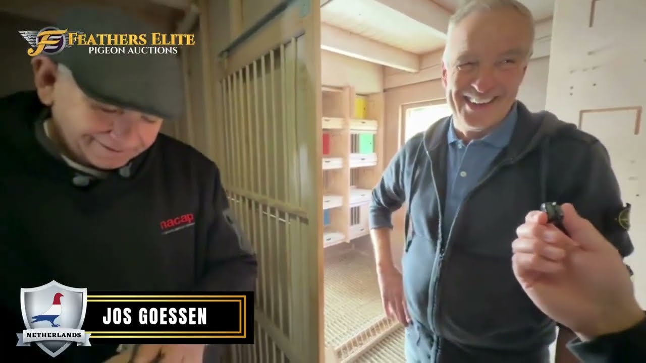 Day 3 – Pigeon Boss Tour Inside the Loft of Jos Goessen, Gronsveld, Netherlands