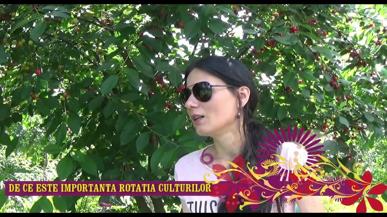 De ce este importantă rotația culturilor. Ce este ASOLAMENTUL. Familiile de legume
